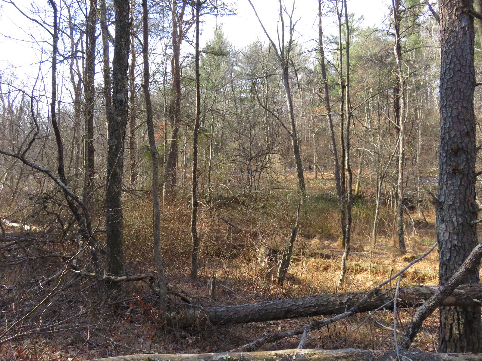 Allegheny Mountain Wanderings Run Wanderings