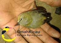 Cara Mengatasi Pleci Cacingan Omahkicau Com