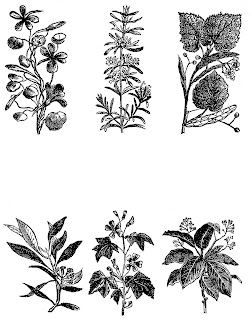 flower clip art botanical illustration digital download