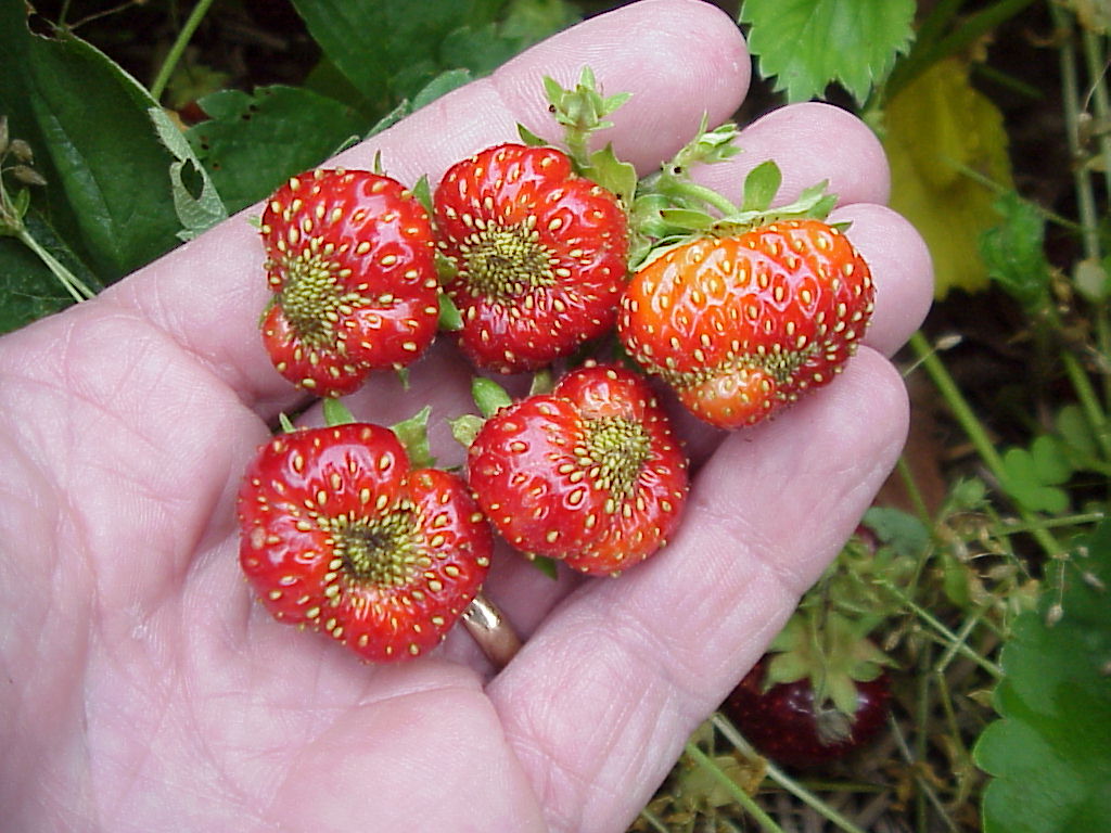 Managing Tarnished Plant Bug on Day Neutral Strawberries