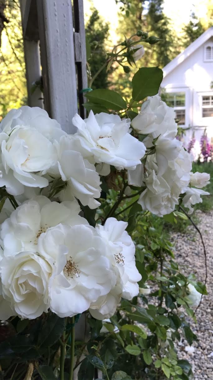 Cottage Gardening Simple tip to keep deer from eating roses FRENCH