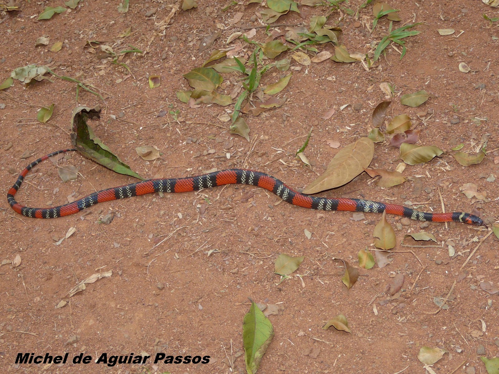 Herpetolife (Inicio) Oxyrhopus guibei Hoge & Romano, 1978