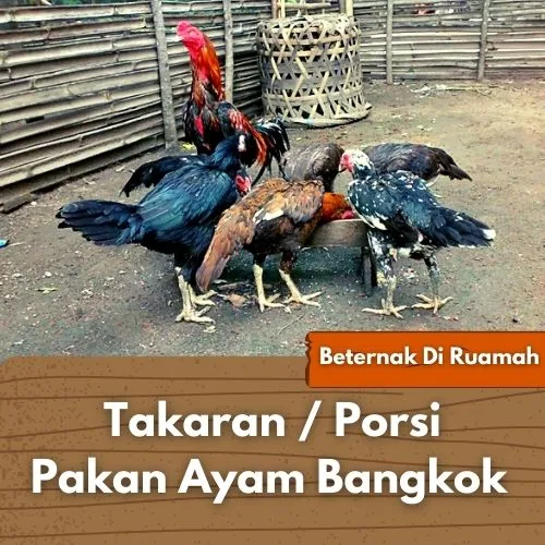 Pakan Ayam Bangkok