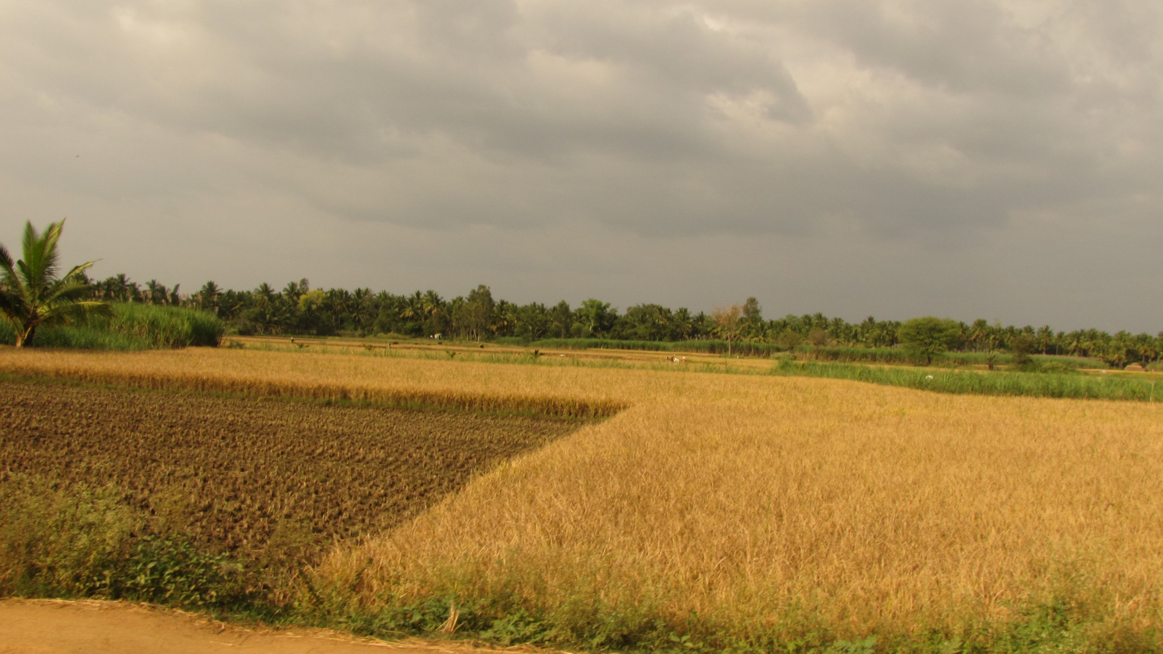 Kokkrebellur: Into the Pelican zone