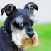 14 Things Schnauzers Can Do Better Than You