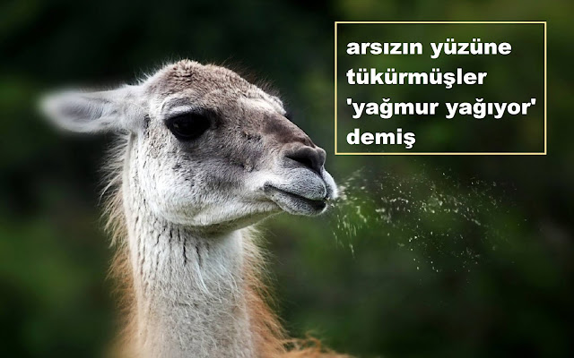 arsızın yüzüne tükürmüşler 'yağmur yağıyor' demiş