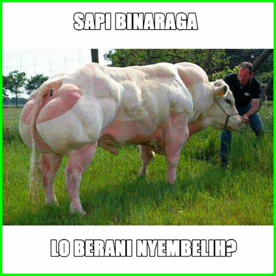 12 Meme Lucu Hewan Qurban Kambing Sapi No 5 Siapa Berani