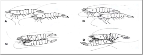 AFIESH SP: TINGKAH LAKU UDANG VANAMEI