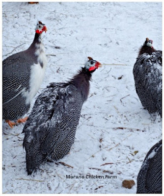 Helmeted Guinea fowl standing in snow