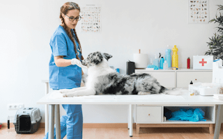 New technologies at the service of pet health - catsdogs