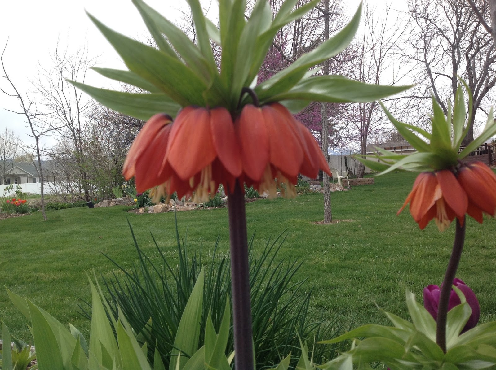 Wilson's Garden Fall BulbsSpring Flowers