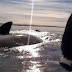 Βόλτα πάνω σε φάλαινα (Βίντεο)