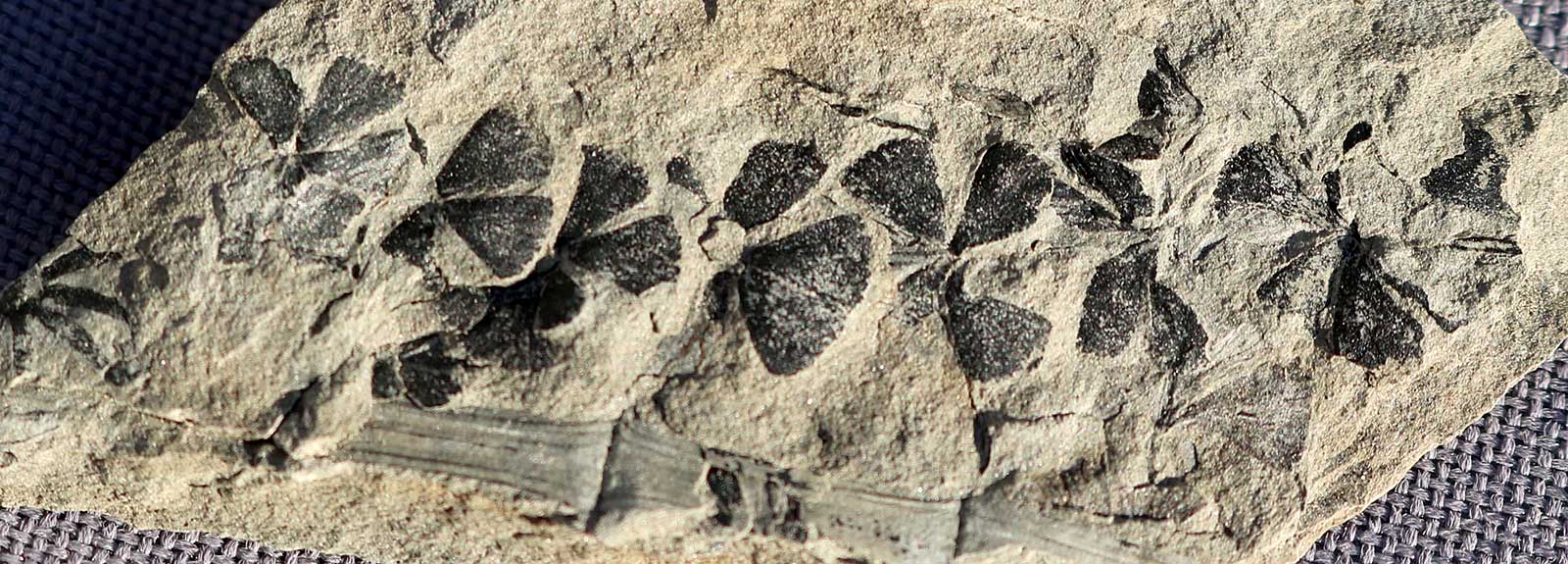 Louisville Fossils and Beyond Sphenophyllum Plant Fossil