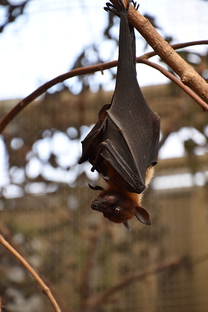 Why Bats Aren’t As Scary As They Seem