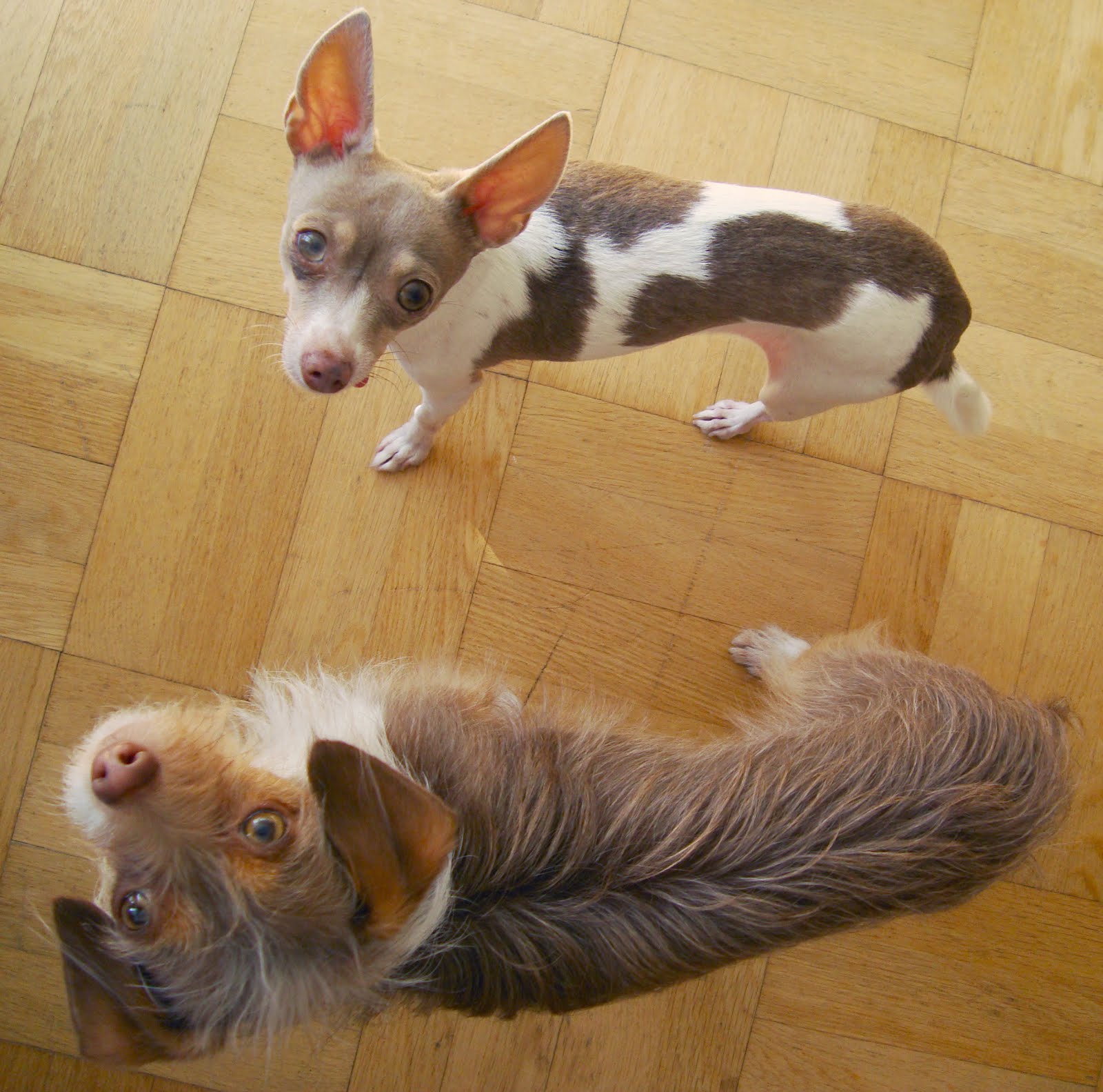 Dogmantics Dog Training Blog Does your dog have a waist?