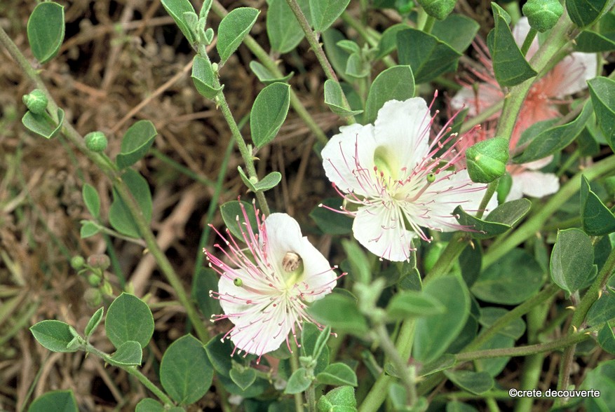 Graines De Câprier Commun (Capparis Spinosa) - 25 Graines Reproductibles - Plante Méditerranéenne