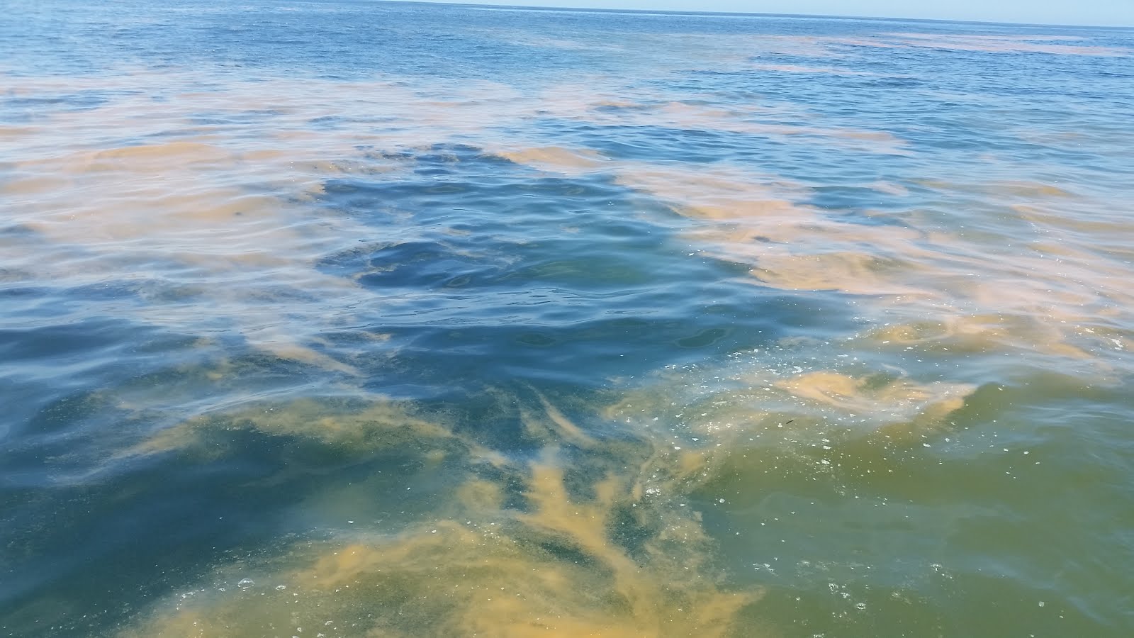 地中海クラゲ - 発光クラゲ (Pelagia noctiluca)