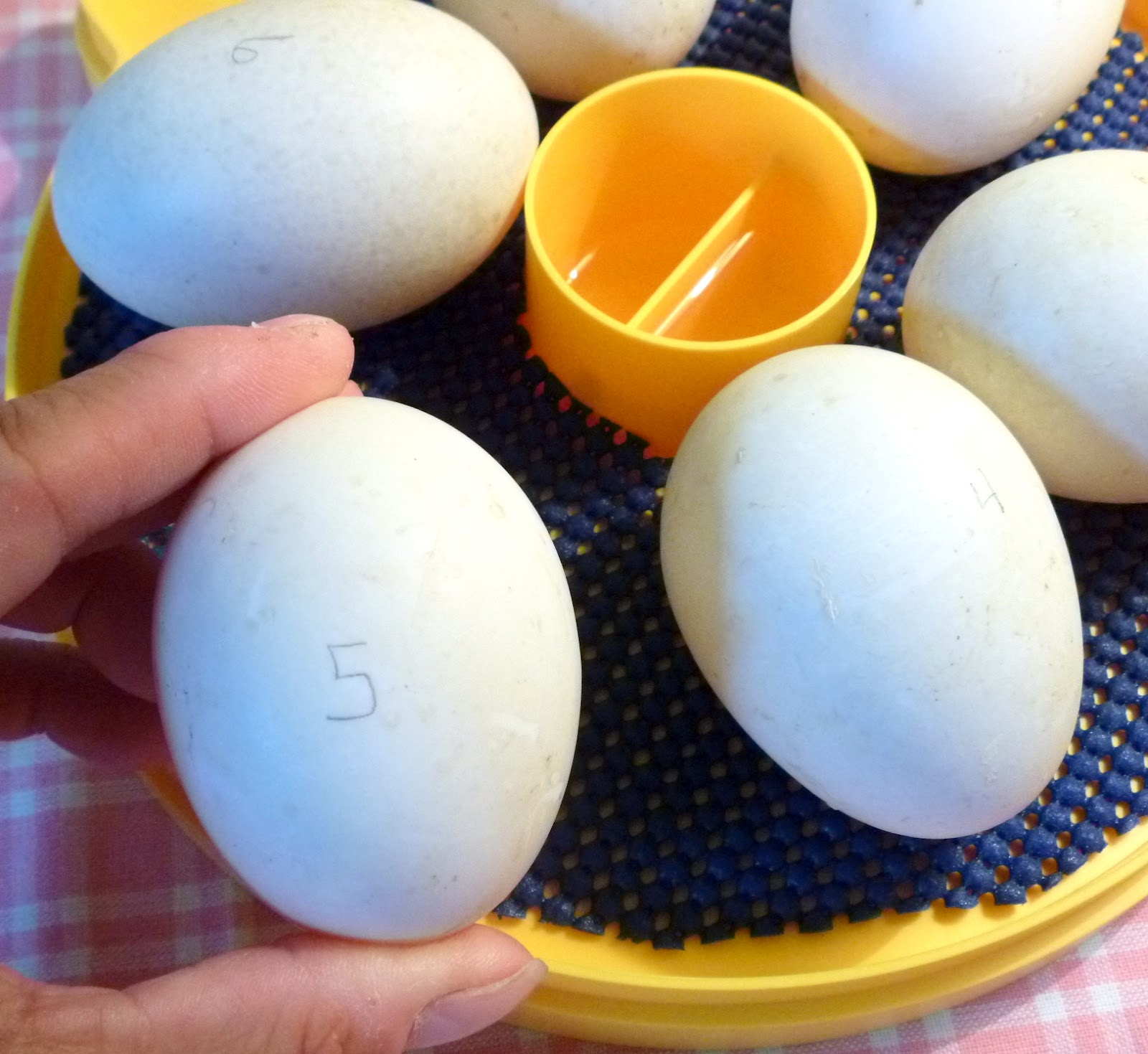 The Beginners Guide to Hatching Duck Eggs [with egg candling photos