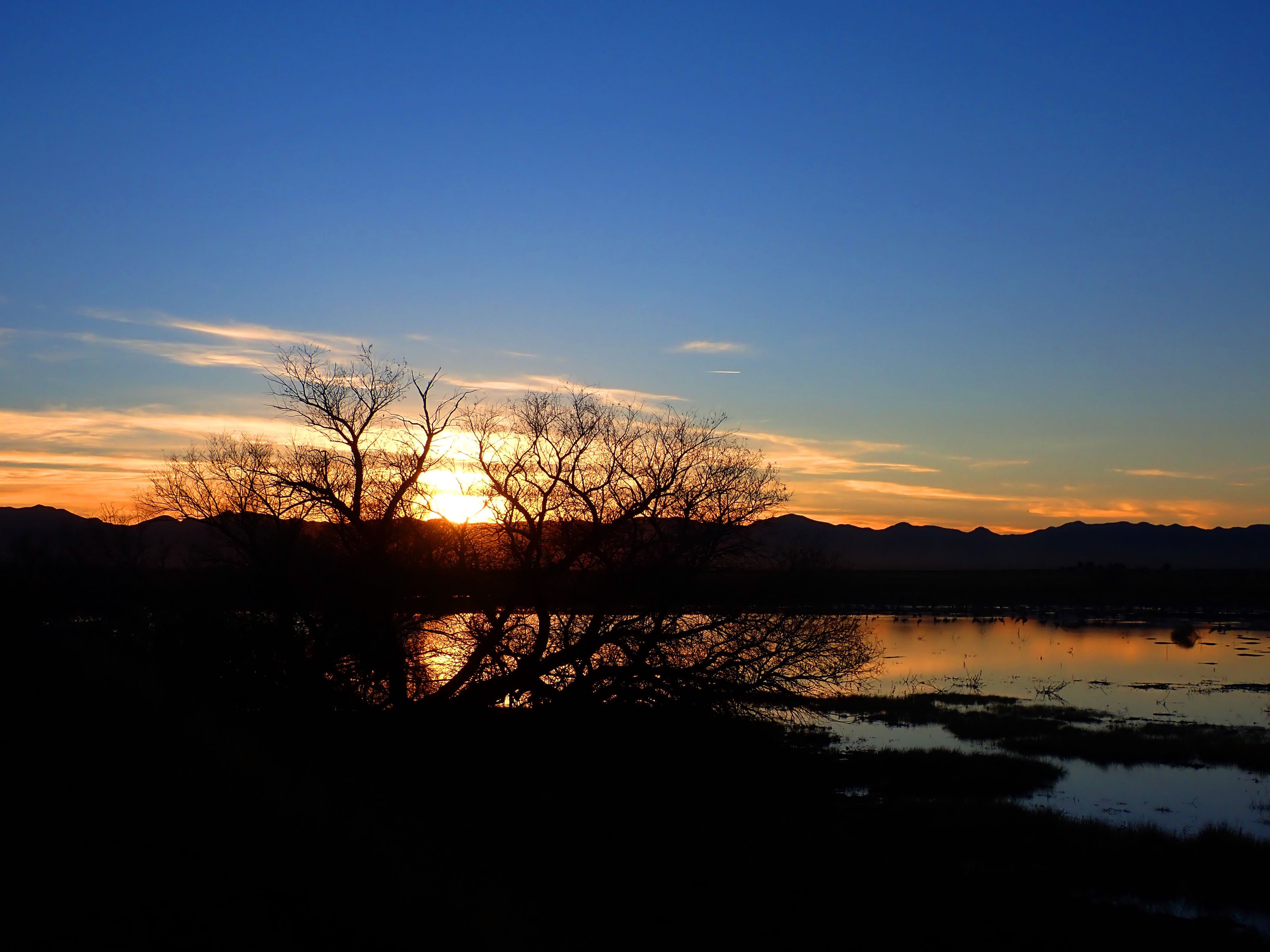 PAMPERED PENGUIN December 2021, 2020 McNeal, Arizona