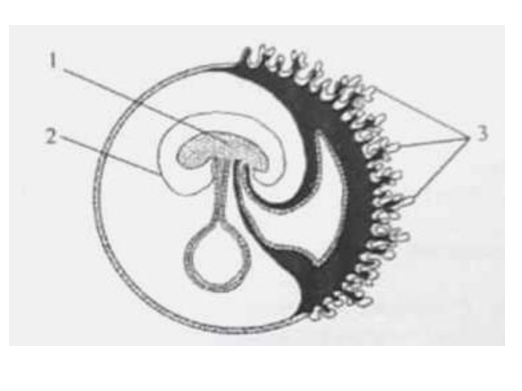 Этап эмбрионального развития млекопитающего определите структуры. Стадии развития эмбриона млекопитающих. Этап эмбрионального развития млекопитающего определите структуры. Схема развития зародыша и образования зародышевых оболочек амниот. Стадии эмбрионального развития мл.