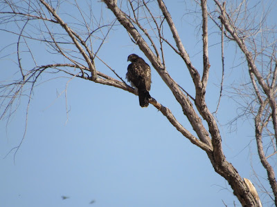 Sacramento National Wildlife Refuge