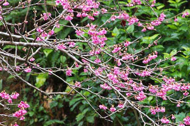 cherry blossoms, diagonal composition, green background