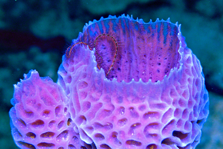 Губки моллюски. Саркофитон коралл. Губки Porifera Spongia. Шестилучевые коралловые полипы. Морской камнеточец губка.