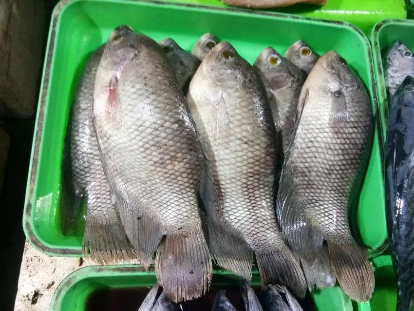 Jenis ikan konsumsi yang dibudidayakan di kolam