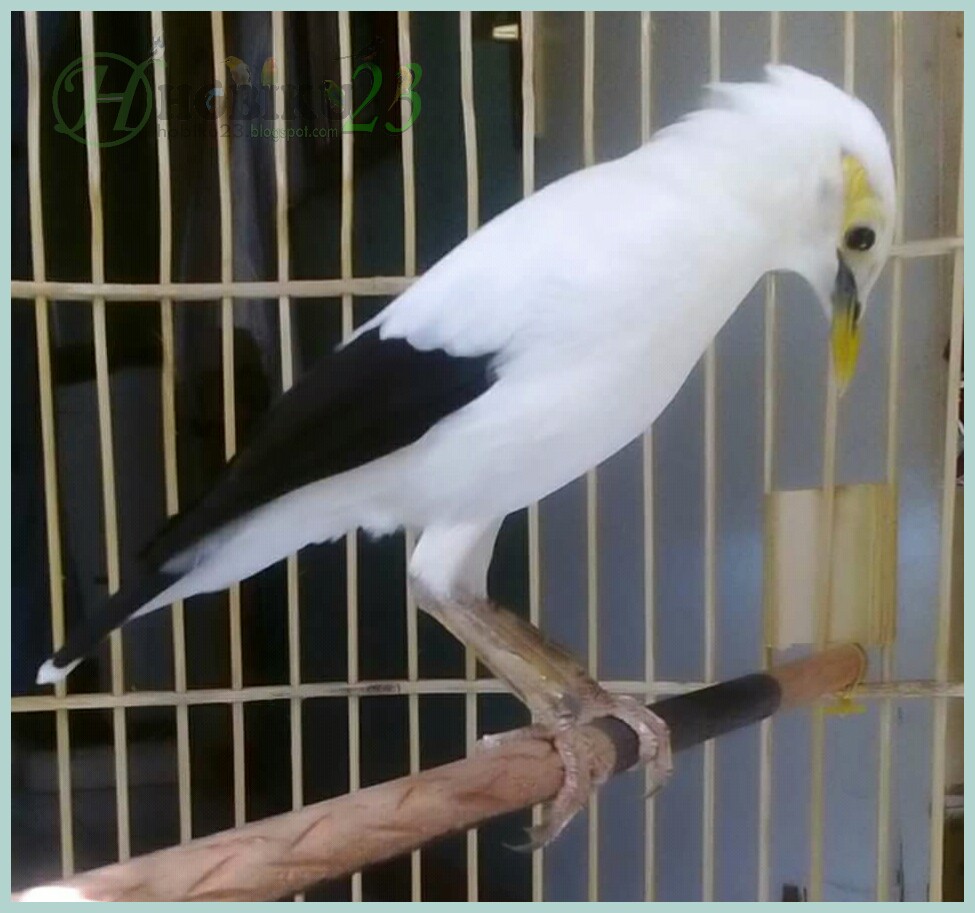 Mengenal Burung Jalak Putih Hobiku23