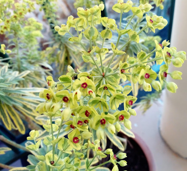 Euphorbia x martinii "Ascot Rainbow". Floración.