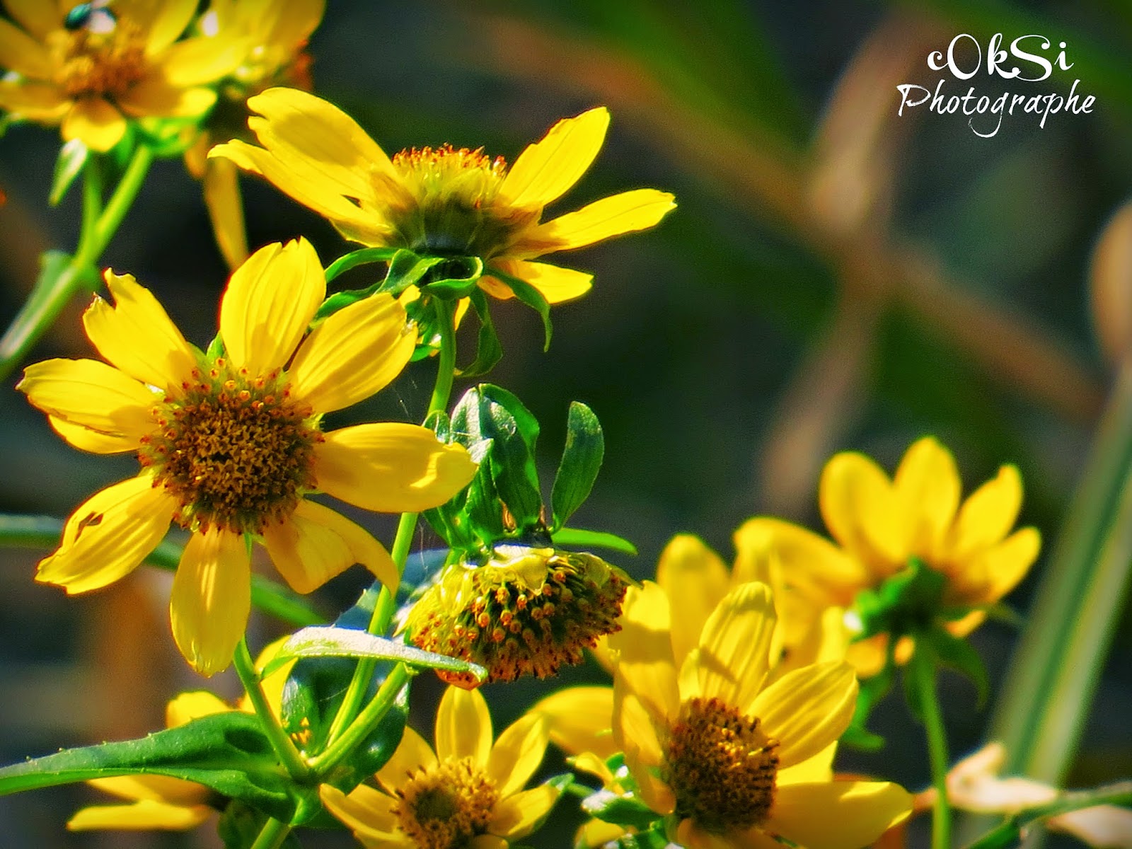 cOkSi Photographe Fleurs de septembre