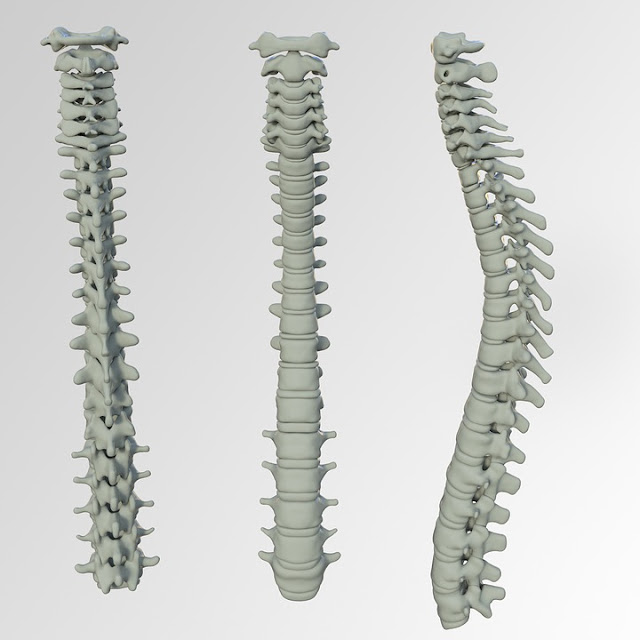 Spine Specialist