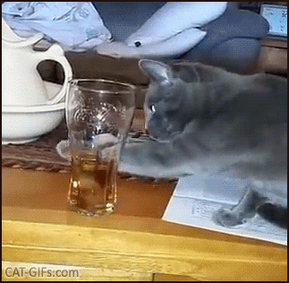 Funny cat GIF • Blue weird cat cat tries his best to catch an invisble thing, haha Funny cat GIF • Blue weird cat cat tries his best to catch an invisble thing, haha