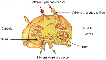 diuretic cu vene varicoase