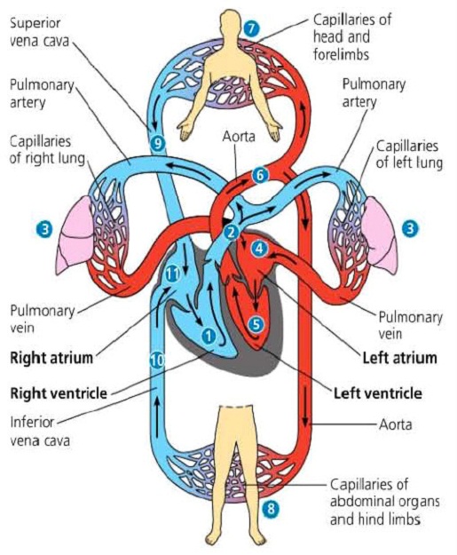 Struktur Peredaran Darah Manusia  berbagaireviews.com