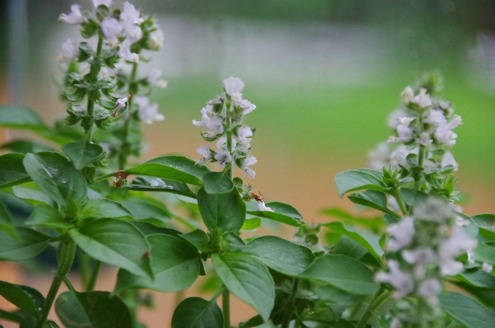 Trees and Plants Basil (Floral Spires White Basil)