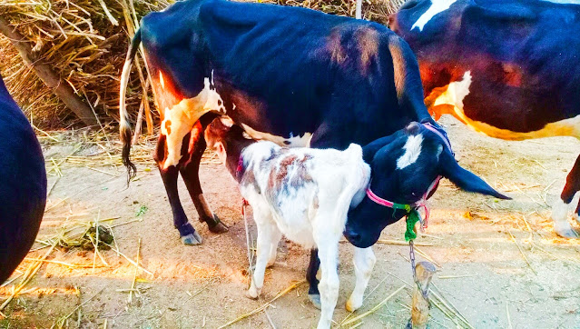 गाय के बारे में अदभत रोचक तथ्य