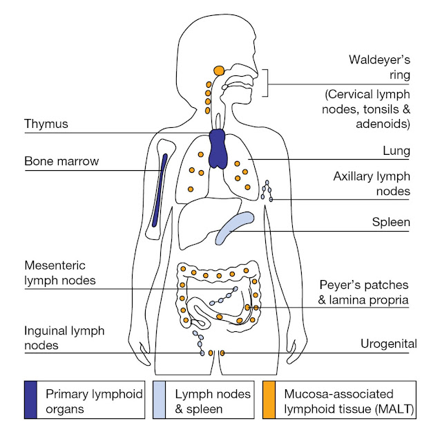 Organized Lymphoid Tissue pediagenosis