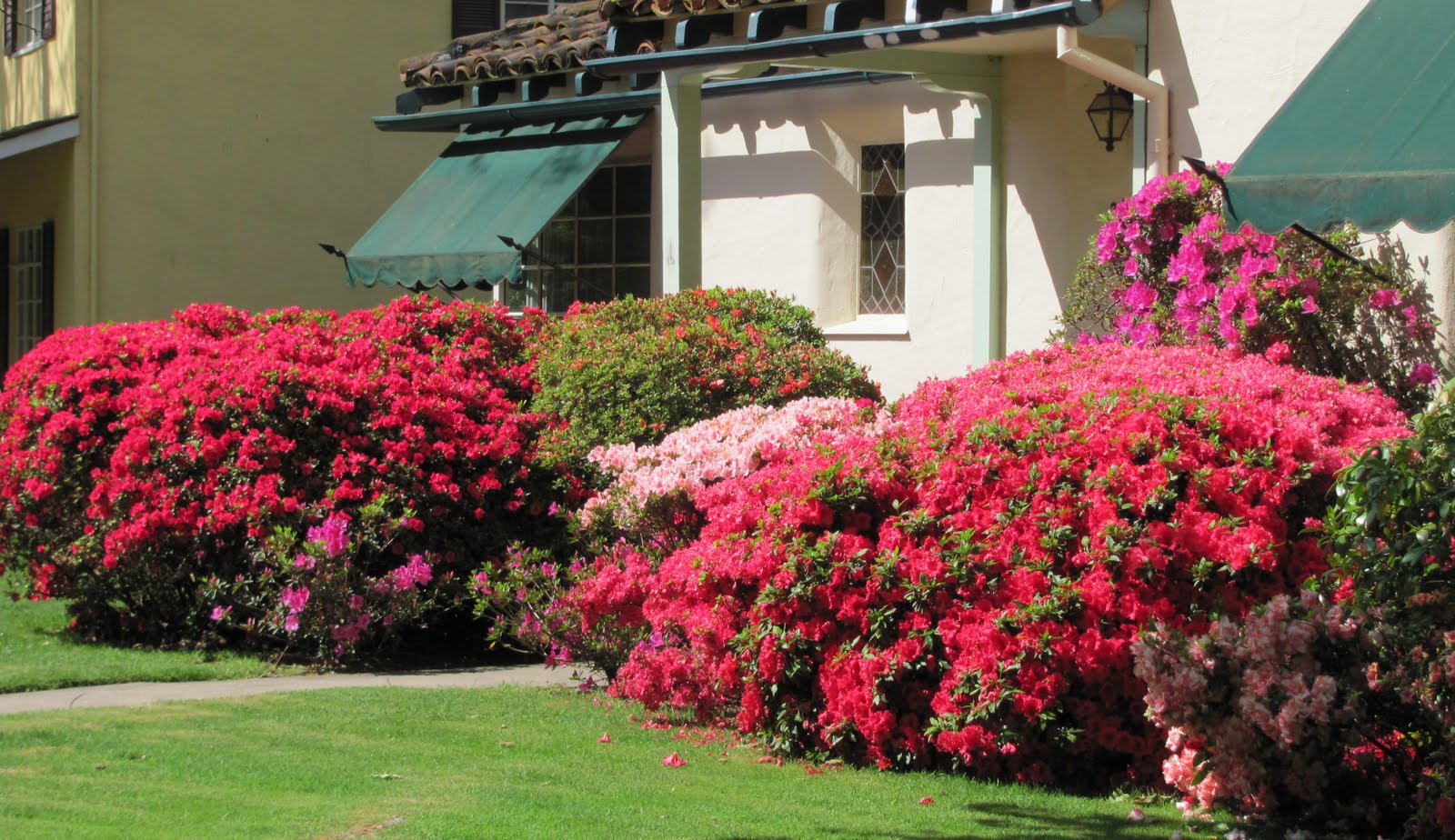 geno's blog: Azalea Walk