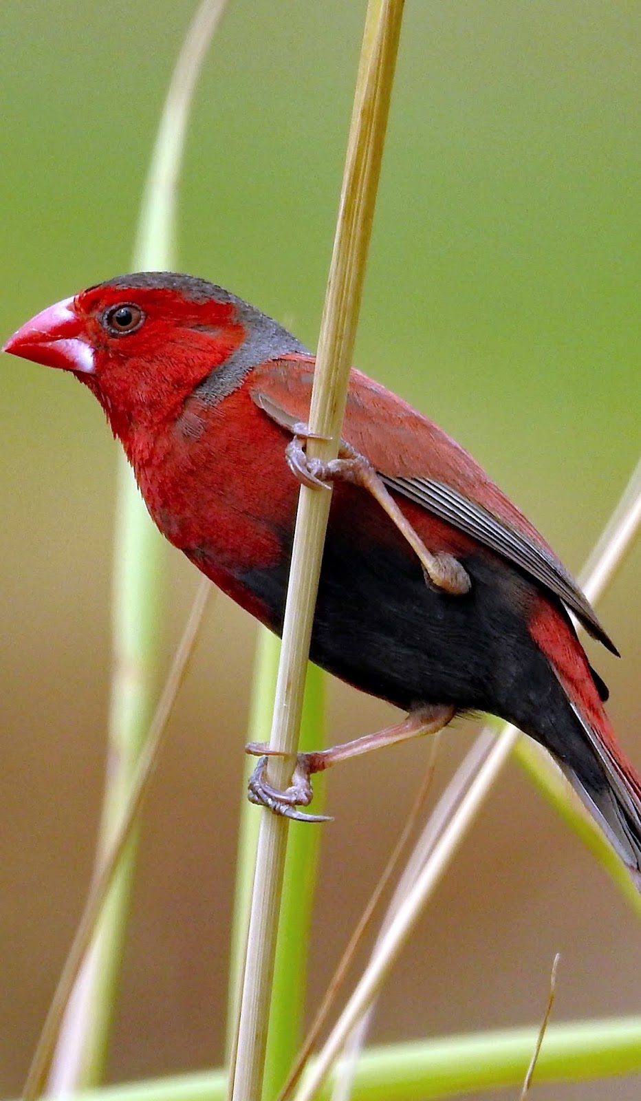 Picture of a crimson finch.