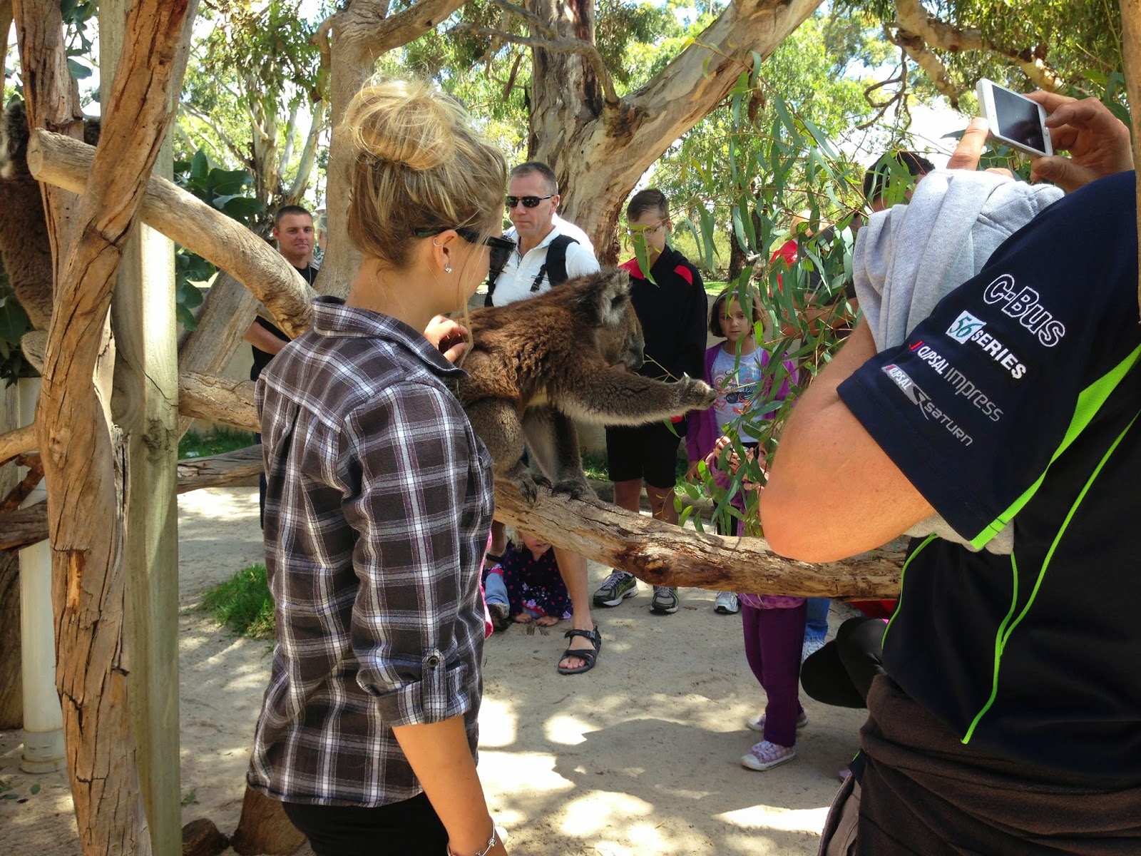 Cute Koala Kisses Want To Pet A Koala?