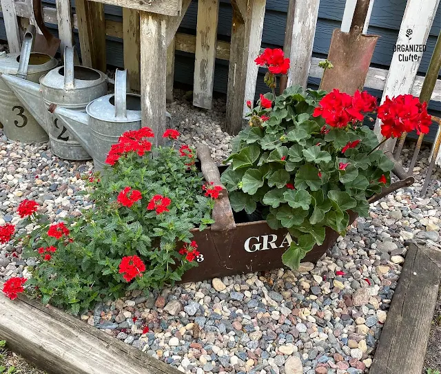 Photo of a rusty grain scoop with verbena and geraniums.