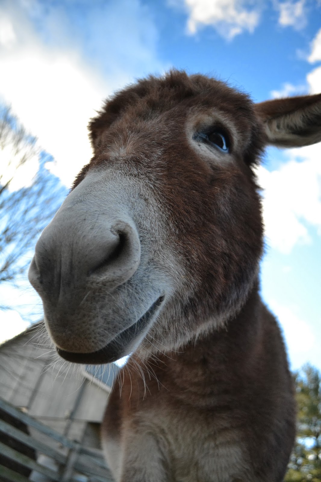 The Donkeys Have Their Wooly Bangs Again!