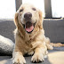 Eye Infections in Dogs