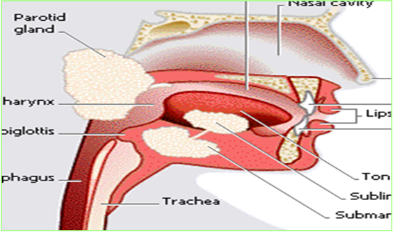 2.3 HUMAN DIGESTIVE SYSTEM | MScienceBuzz