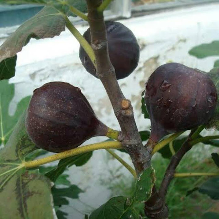 bibit buah tin brown Ternate