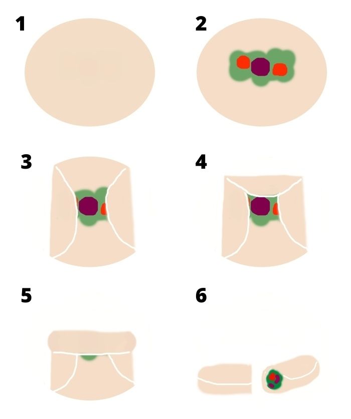 An illustration showing how to fold a lunch wrap