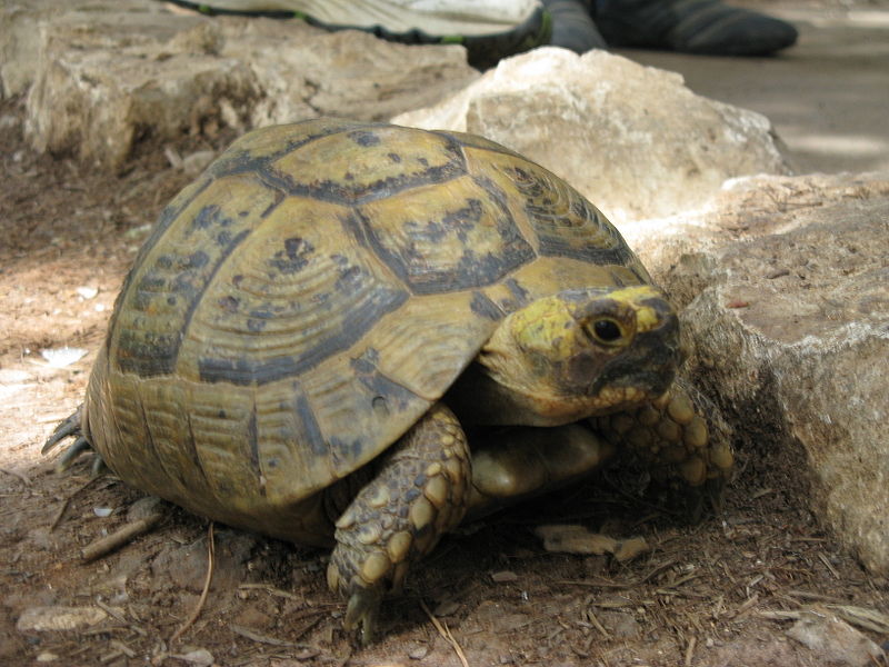 Horsefield Tortoise Diet Tortoise Types
