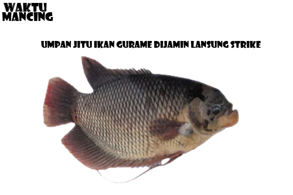 Umpan Jitu Ikan Gurame Dijamin Lansung Strike