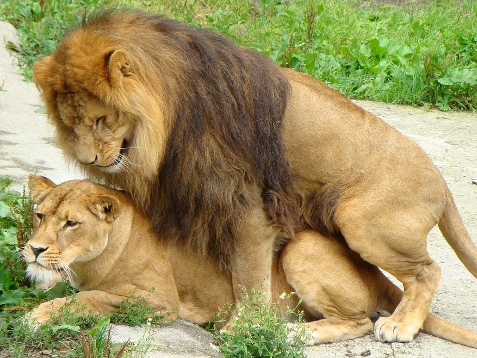 Какой мужчина нравится львам. Лев и львица. Лев. Львы любовь. Лев и львица любовь.